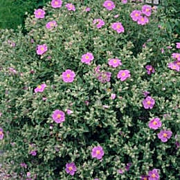 Jara blanca - Estepa blanca - Cistus albidus