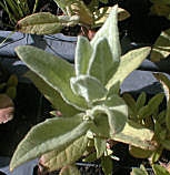 Jara blanca - Estepa blanca - Cistus albidus Jara blanca - Estepa blanca - Cistus albidus