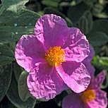 Jara blanca - Estepa blanca - Cistus albidus Jara blanca - Estepa blanca - Cistus albidus