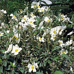 Laurel Leaved Rockrose - Cistus laurifolius
