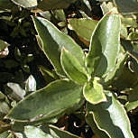Laurel Leaved Rockrose - Cistus laurifolius