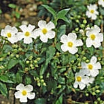 Laurel Leaved Rockrose - Cistus laurifolius