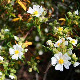 Jara de Montpellier - Jara negra- Cistus monspeliensis