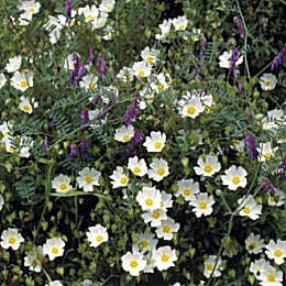 Ciste � feuilles de sauge, Cistus salvifolius en fleurs
