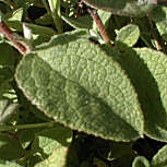 Ciste à feuilles de sauge, Cistus salvifolius: Feuille Ciste à feuilles de sauge, Cistus salvifolius: Feuille