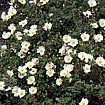 Ciste à feuilles de sauge, Cistus salvifolius: Fleurs Ciste à feuilles de sauge, Cistus salvifolius: Fleurs