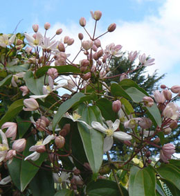 Clematis armandii - Clematis armandii