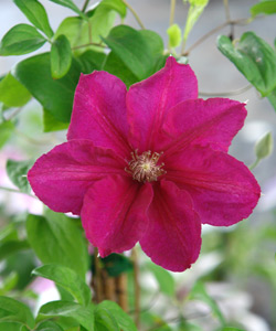 Clem�tide 'Ernest Markham' - Clematis 'Ernest Markham'