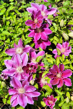 Cl�matite 'Dr Ruppel' - Clematis 'Dr Ruppel'