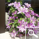 Cl�matite 'Dr Ruppel' - Clematis 'Dr Ruppel'
