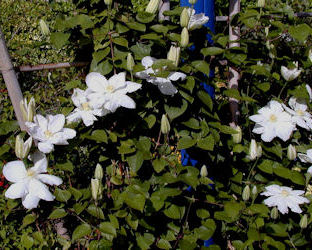 Cl�matite 'Mme Lecoultre', Clematis 'Mme Lecoultre'