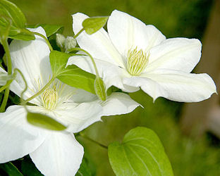 Cl�matite 'Mme Lecoultre', Clematis 'Mme Lecoultre'