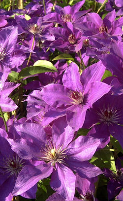 Cl�matite 'The President', Clematis 'The President' 