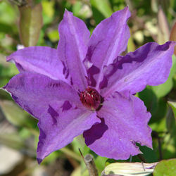 Clematis 'The President' - Clematis 'The President'