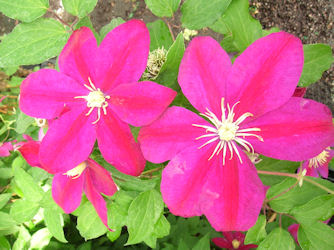 Cl�matite Sunset, Clematis Sunset