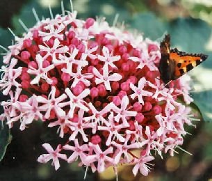 Clérodendron de Bunge, Clerodendron bungei: Fleur