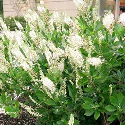 Clethra alnifolia 'Pink Spire'