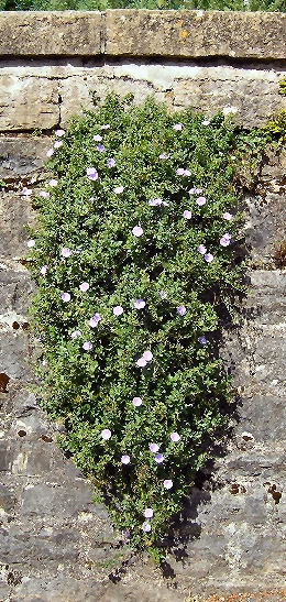Ground Morning Glory - Convolvulus mauritanicus