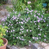 Ground Morning Glory - Convolvulus mauritanicus