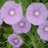 Ground Morning Glory - Convolvulus mauritanicus