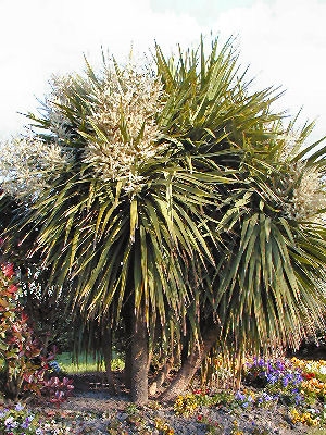 Cabbage Tree - Cordyline australis - dracaena australis