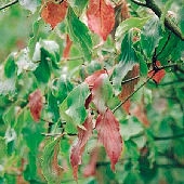 Cornejo del Jap�n - Cornus kousa