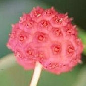 Cornejo del Jap�n - Cornus kousa