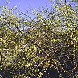 Cornouiller m�le, Cornus mas en fleurs