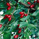 Cornouiller m�le, Cornus mas: Fruits