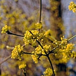 Cornouiller m�le, Cornus mas: Fleurs