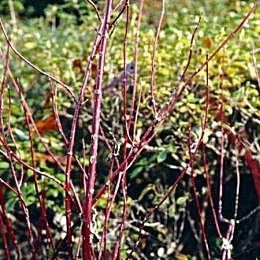 Cornouiller sanguin, Cornus sanguinea: Rameaux rouges