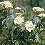 Cornouiller sanguin, Cornus sanguinea: Fleurs