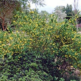 Coronilla emerus - Coronilla emerus