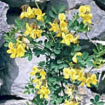 Coronilla emerus - Coronilla emerus