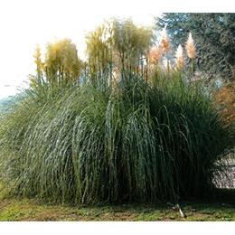 Herbe de la Pampa
