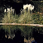 L'herbe de la Pampa se plante aussi bien sur sol sec qu'en bordure d'�tang