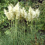 Plumeaux de l'herbe de la Pampa