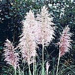 Herbe de la Pampa rose - Cortaderia selloana rosea - Fleur