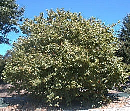 Avellano - Corylus avellana