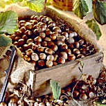 Avellano - Corylus avellana