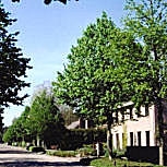 Noisetier de Byzance dans une plantation an alignement