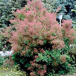 �rvore do fumo - Cotinus coggygria