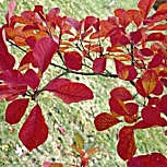 �rvore do fumo - Cotinus coggygria