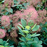 �rvore do fumo - Cotinus coggygria