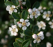 Cotoneaster dammeri - Cotoneaster dammeri - Flowers