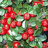 Cotoneaster horizontal - Gri�olera - Cotoneaster horizontalis