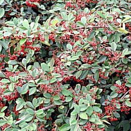 Cotoneaster lacteus en pleine fructification