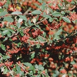 Cotoneaster lacteus: Fruits