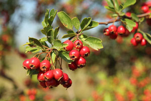 Aub�pine monogyne, Epine blanche - Crataegus monogyna