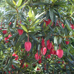 Arbre aux lanternes - Crinodendron hookerianum